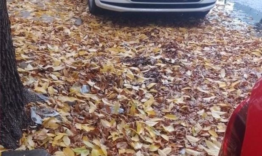 Vecinos del barrio El Mondongo piden que recojan la ”inmensa cantidad de hojas que cayó de los árboles”