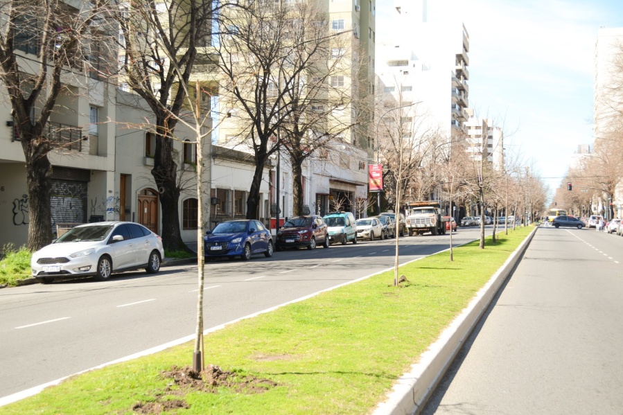 Plan de Forestación: se colocaron nuevas plantas en el trayecto de calle 44 a 72 para recuperar el patrimonio arbóreo