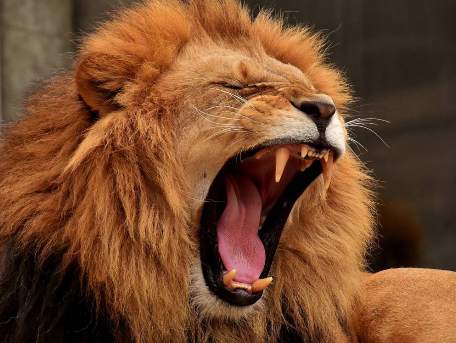 En India, el coronavirus llegó a los zoológicos y se contagiaron ocho leones