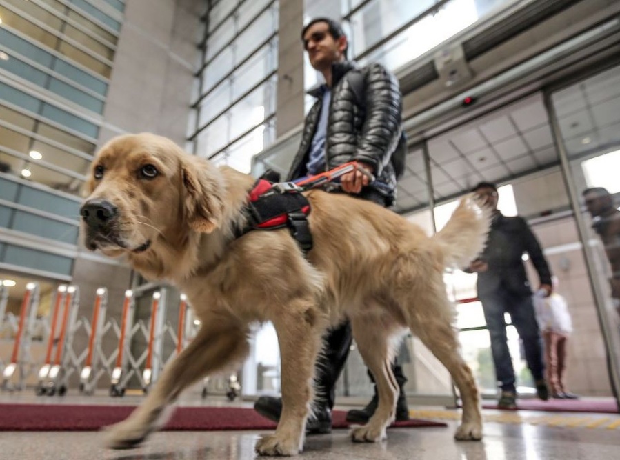 ”No” al derecho de admisión para personas con discapacidad acompañadas por un perro en La Plata: radiografía del proyecto