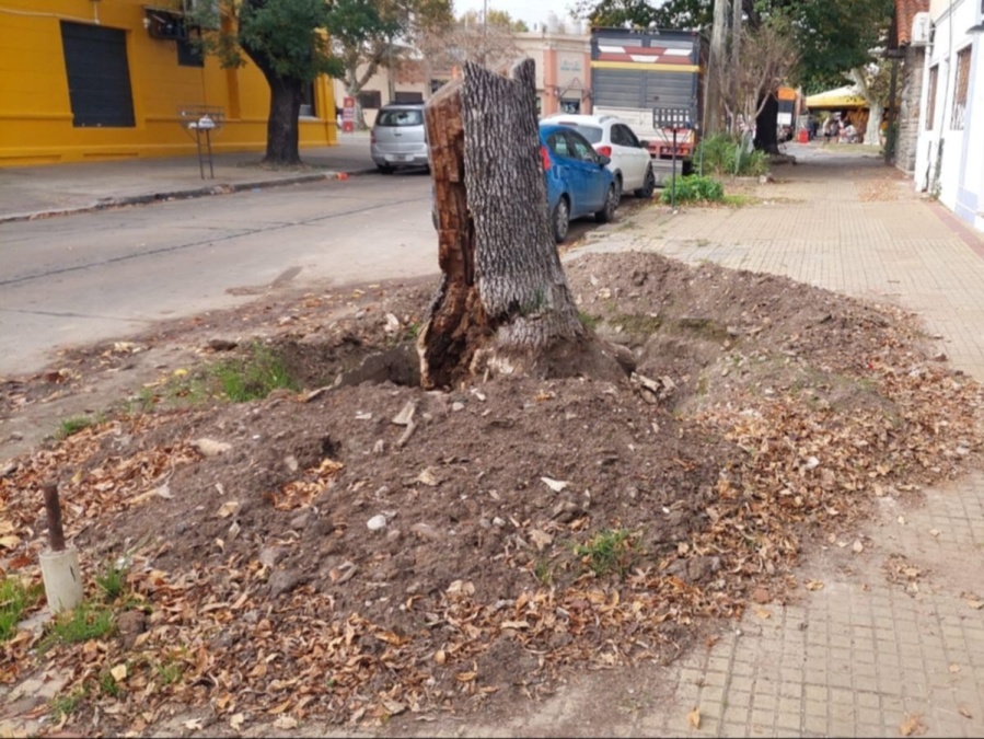 Le cortaron un árbol en la vereda de su casa de La Plata y lo dejaron hecho ”un desastre”