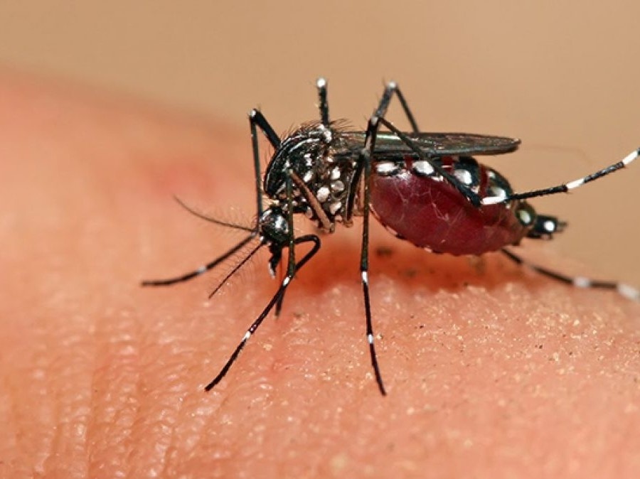 Confirman la circulación comunitaria de Dengue y Chikungunya en AMBA