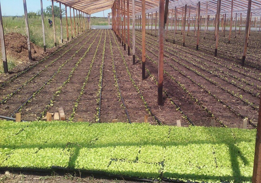 Avanza una ordenanza para regular el uso de agroquímicos en el cordón frutihortícola de La Plata