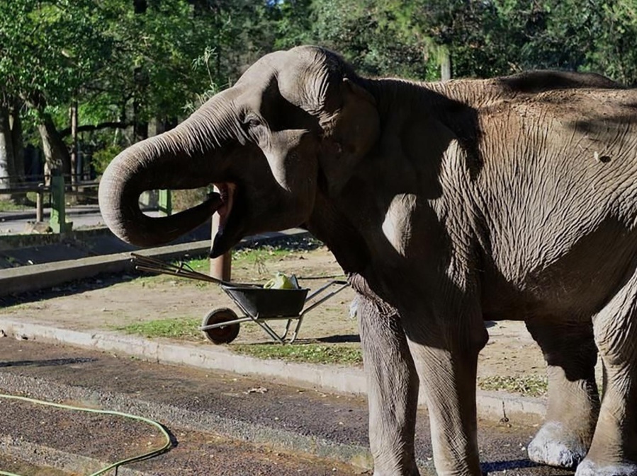 Habrá un ”Día del Maltrato Animal” en La Plata en recuerdo de la elefanta Pelusa