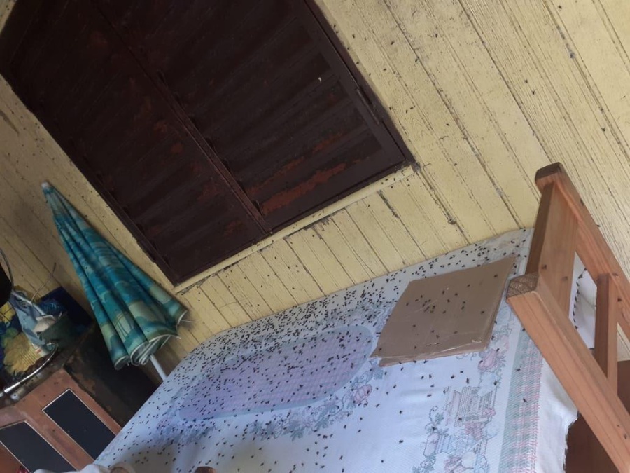 Vecinos hartos por la invasión de moscas en Ignacio Correas: ”No se puede vivir”
