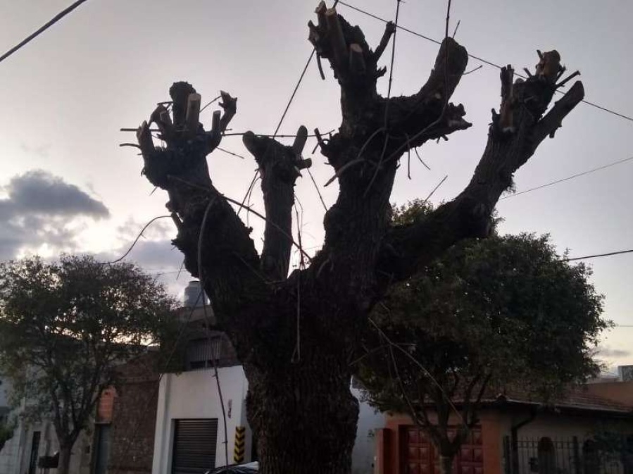 Grave denuncia contra el municipio de Berisso por la poda y tala ilegal de árboles