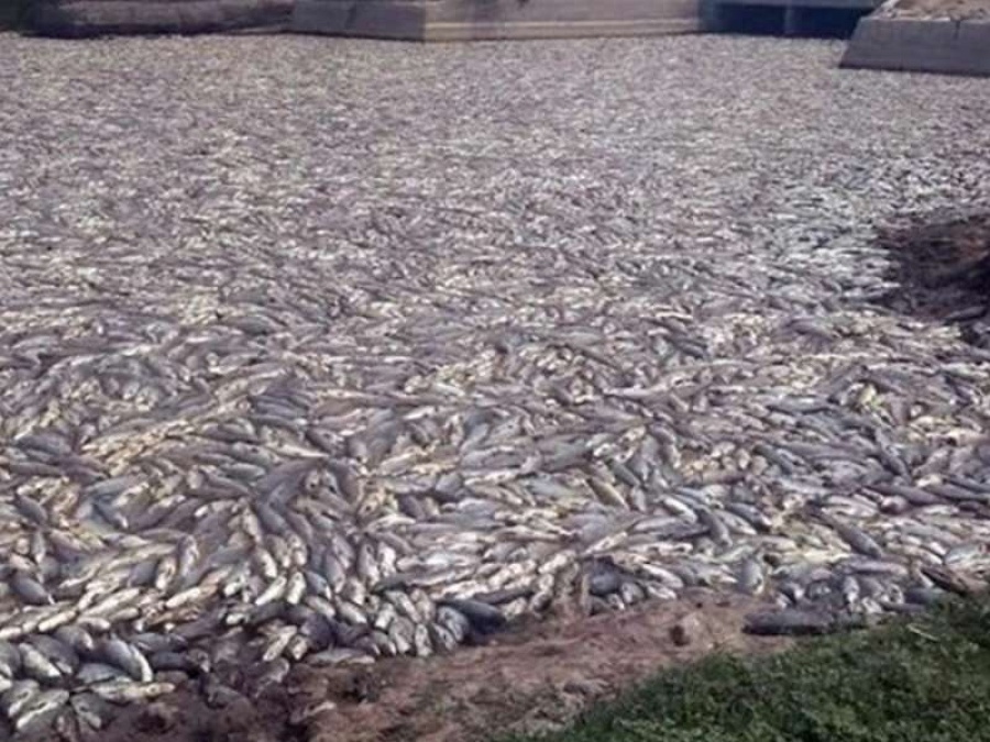 Millones de peces aparecieron muertos en Formosa