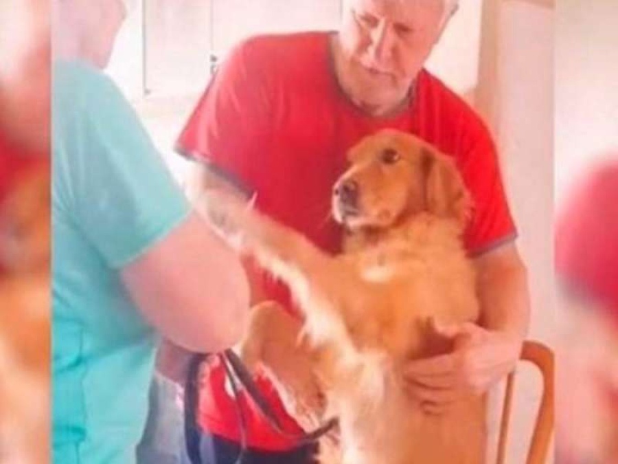 El tierno video de una perra que agradece que le hayan curado el empacho