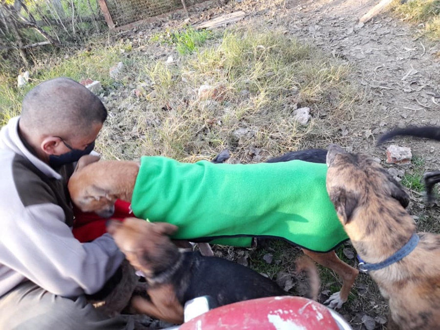 Llegó el frío y el hambre para 35 perros de un refugio de La Plata que perdieron sus padrinos: ”Son viejitos que no adoptan”